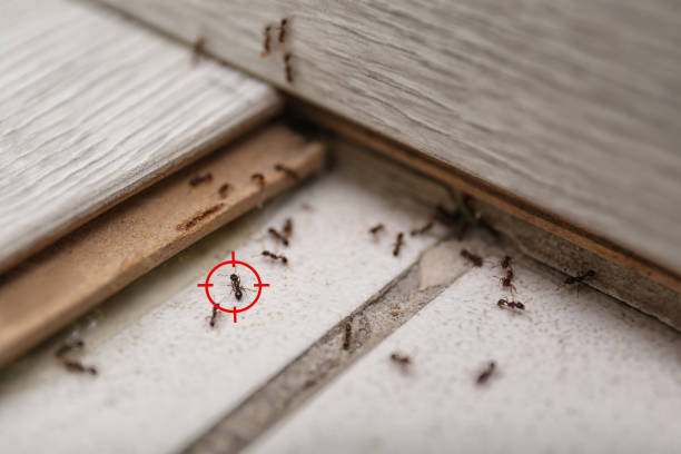 Best Bed Bug Extermination  in Royal Palm Estates, FL