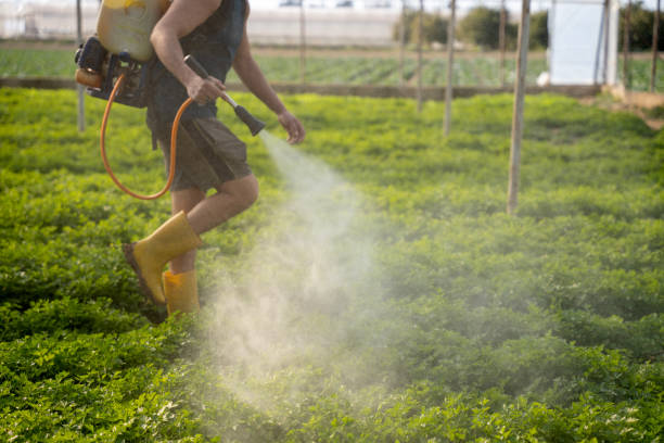 Trusted Royal Palm Estates, FL Pest Control Experts