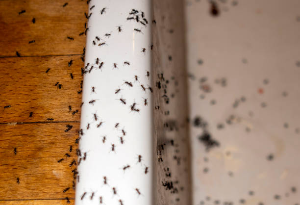 Best Pest Inspection Near Me  in Royal Palm Estates, FL