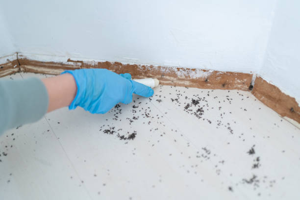 Flea Control Services in Royal Palm Estates, FL